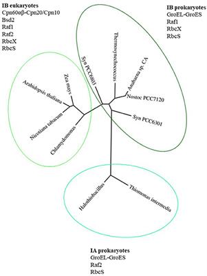 Rubisco Assembly in the Chloroplast